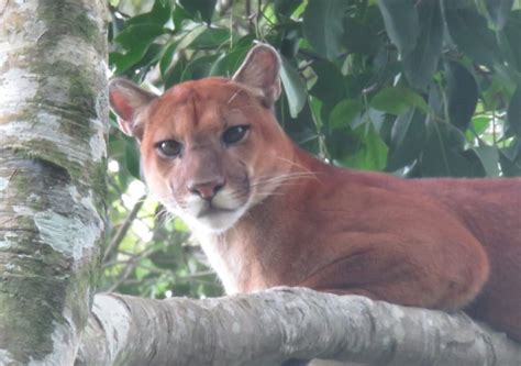 Miambiente Salvaguarda La Vida De Un Gran Puma En Chiriquí En
