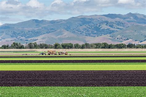 Lettuce Fields In Salinas Valley Stock Photo Download Image Now Istock