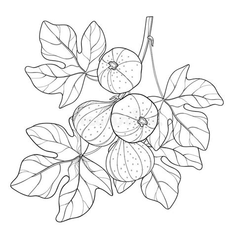 Coloring Pages Vector Branch Outline Common Fig Ficus Carica Fruit Leaf