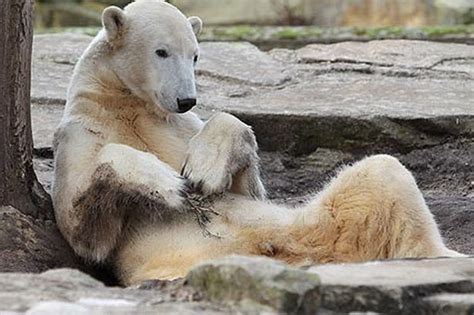 World Famous Polar Bear Knut Found Dead In The Water At Berlin Zoo
