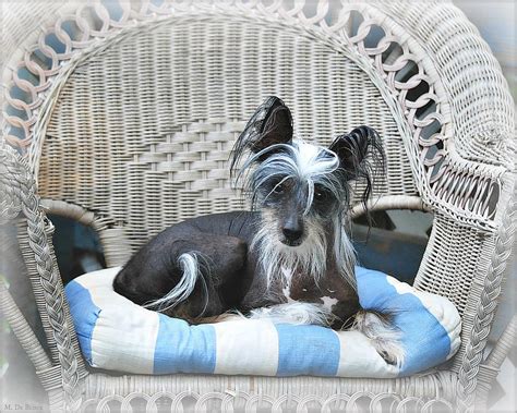 Gizmo The Chinese Crested Photograph By Marilyn Deblock