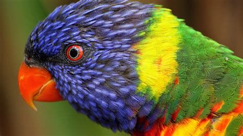 Wallpaper Rainbow Parrot Beautiful Colorful Animals Exotic Birds