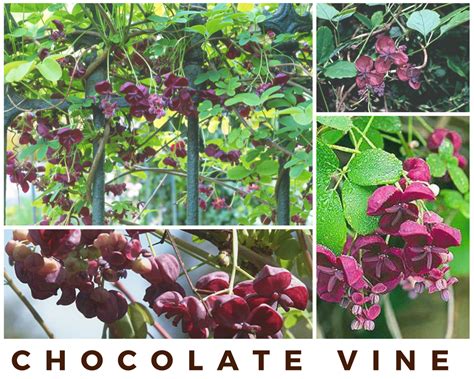 Send flowers today and brighten the week of a friend, family member, or that special someone. Chocolate Vine in 2020 | Like chocolate, Chicago flowers ...