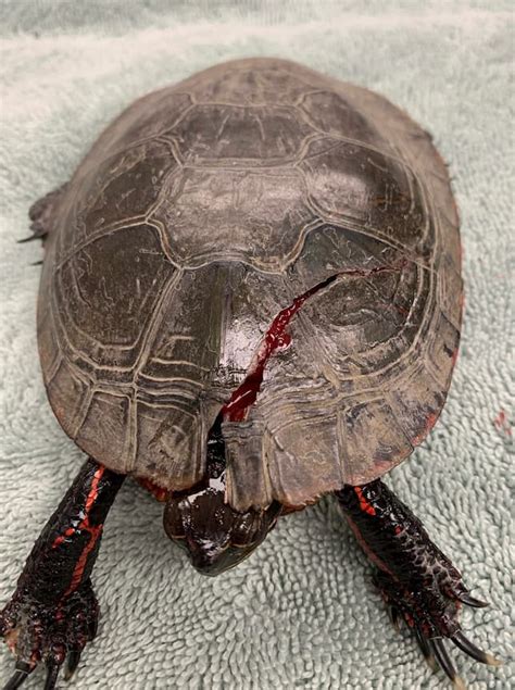 Turtle Shell Repair Veterinary Medicine At Illinois