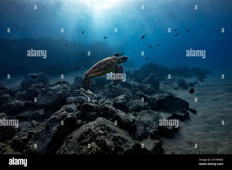 A Green Sea Turtle Hovers Over A Rocky Reef At A Cleaning Station A