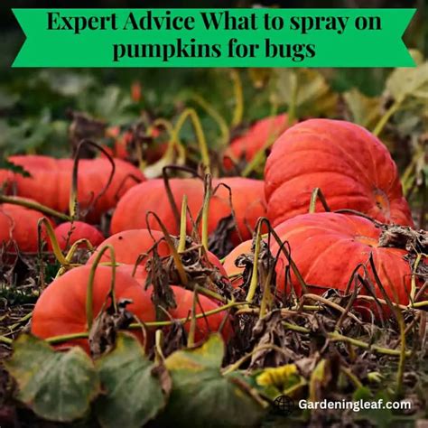 Expert Advice What To Spray On Pumpkins For Bugs