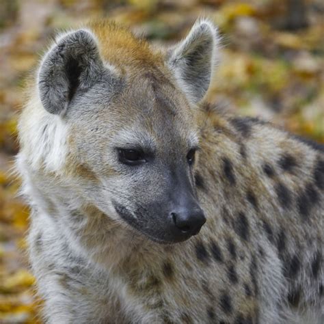 Spotted Hyena Desert Animals