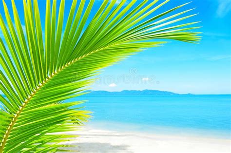 Beautiful Beach With Palm Tree Over The Sand Stock Photo Image Of