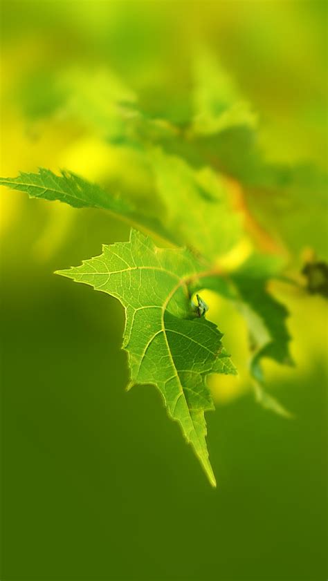 Green Leaf Macro Iphone Wallpapers Free Download