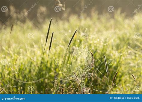 Dew Covered Cobwebs At Dawn In A Cool Summer Morning Stock Image