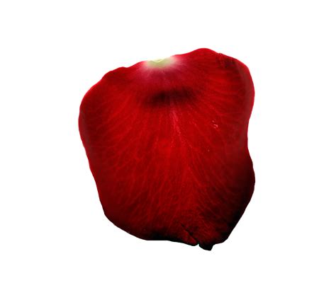 Single Rose Petal Png