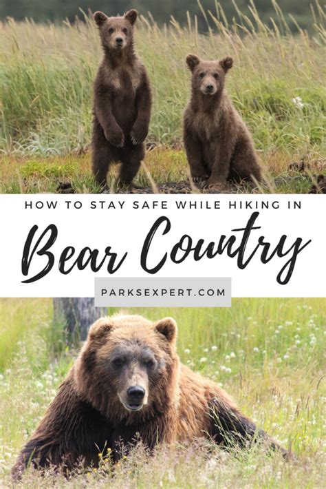 Bear Safety Everything You Need To Know The Parks Expert