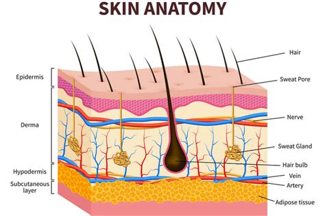 Skin Diagram Labeled