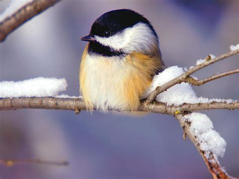 37 Winter Birds And Animals Wallpaper