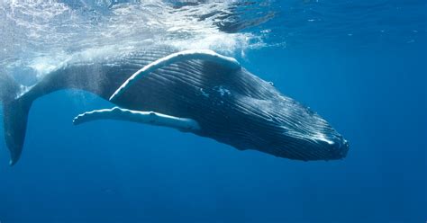 Humpback whales are a cosmopolitan species, found in most of the world's oceans. Humpback whales in are thriving after a close call with ...