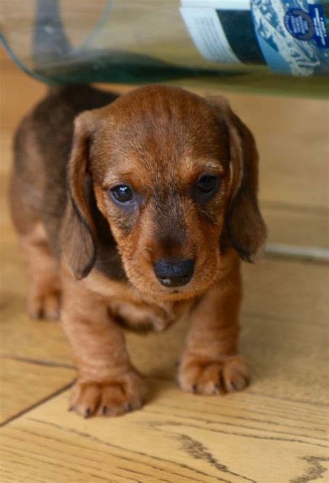 Collection by dachshund owner guide. Miniature Wirehaired Dachshund puppies | Norwich, Norfolk | Pets4Homes