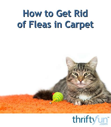 How To Get Rid Of Fleas In Carpet Thriftyfun