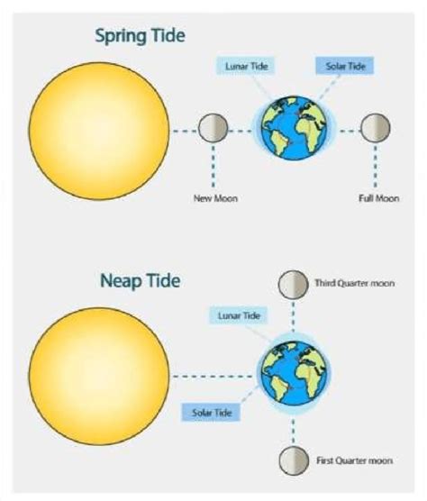 Shows Spring Tide And Neap Tide Position Download Scientific Diagram