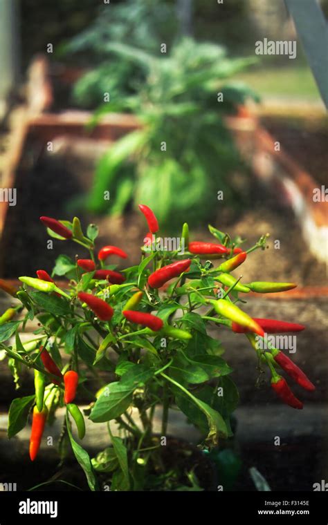 Chili Pepper In Greenhouse Stock Photo Alamy