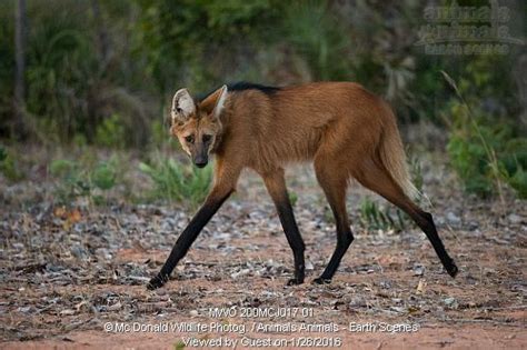 Maned Wolf Chrysocyon Brachyurus Walking On Trail Cerrado Brazil