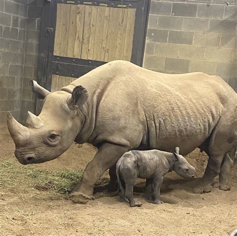 Baby Rhino Born At Little Rock Zoo Little Rock Zoo