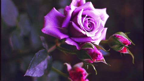 Wallpaper Of Purple Roses 67 Images