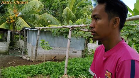 Bagaimana kalau anda mencoba untuk bertanam sayur mayur di perkarangan terbatas? Berkebun buah di halaman rumah - YouTube