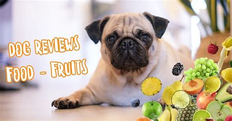 Whats The Best Food For A Pug Puppy Puppies
