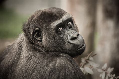 Chimpanzee View Monkey · Free Photo On Pixabay