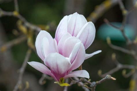 Magnolia Flower Meaning And Symbolism In Everyday Lives