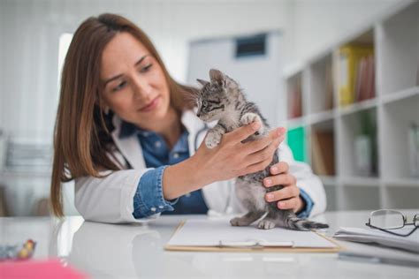 How To Choose A Great Veterinarian For Your Cat