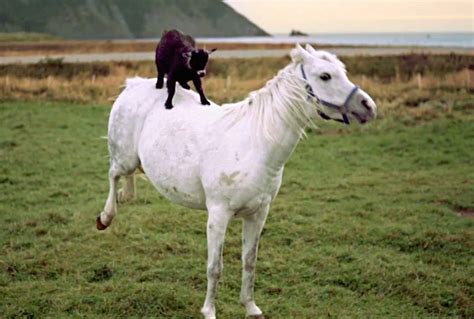 goat caught  video riding  horse worldwide weird news