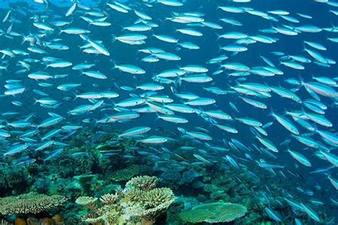 School Of Fish Swim Off A Reef In The Ocean Peixe Nadando Peixes