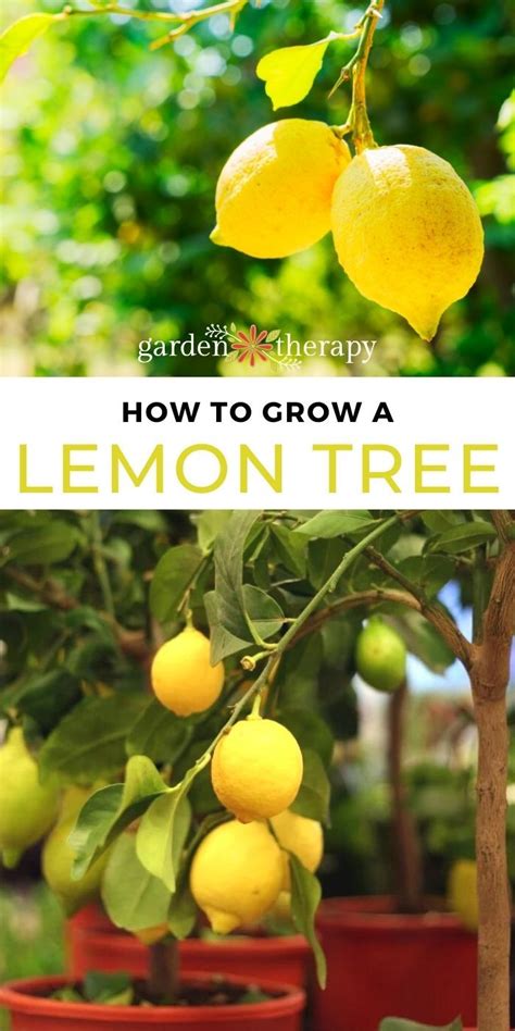 Growing Lemon Trees Growing Citrus Growing Tree Growing Food Cold