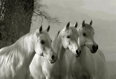 Beautiful White Horses Cool Wallpapers
