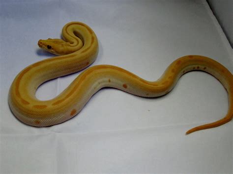Burmese Python Green Albino Patternless