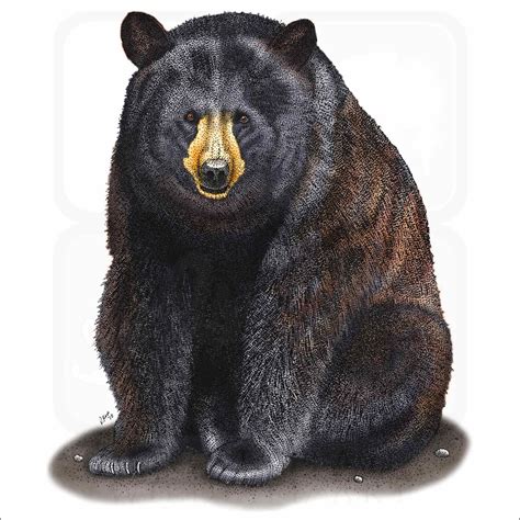 American Black Bear Signed Fine Art Print Inkart