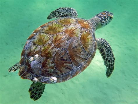 Green Sea Turtle Navarre Beach Florida A Small Green