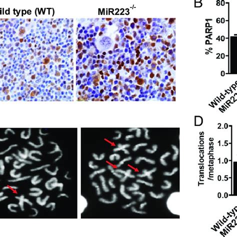 Mir223 Ko Mice Exhibit Increased Unprovoked Chromosomal Aberrations