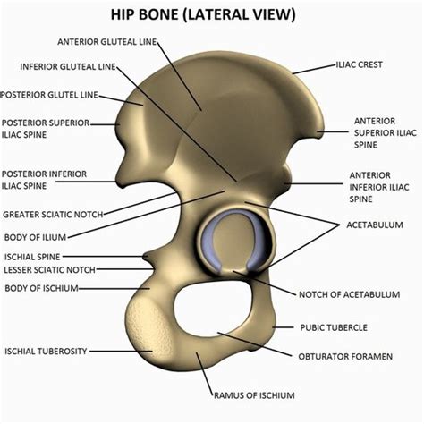 Hip Bone Lateral View Child Life Pinterest Hip Bones And Bone