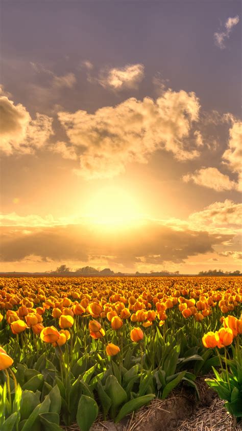 Yellow Tulip Flowers Field At Sunset Holland Rich Pure Gold 4k Hd