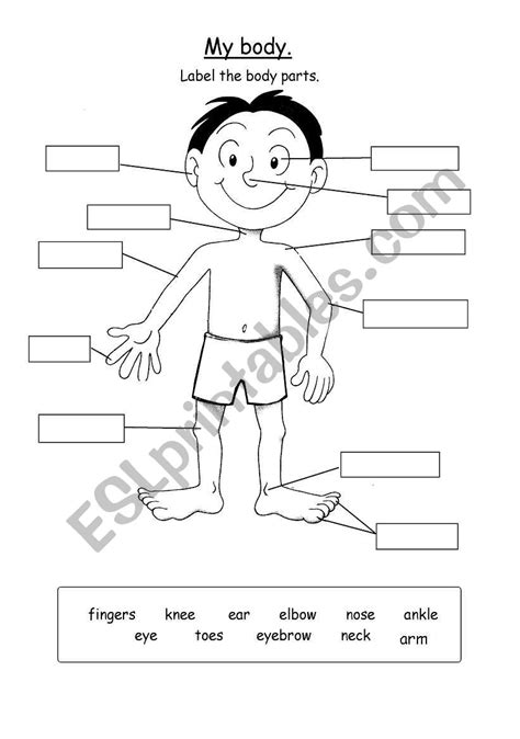 Worksheets are parts of the body work, body parts work. My body parts - ESL worksheet by Mia1