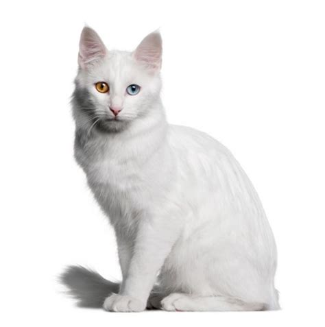 Turkish Angora Cat Cat Breed Info And Characteristics