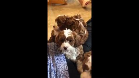 Her cavapoo puppies in texas get daily exercise, get to go on outings, and are always very happy to see her. Cavapoo Puppies - YouTube
