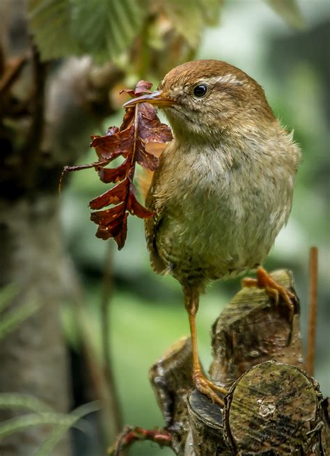 We did not find results for: Wren with Nest Building Material | Lesley Robb | Flickr
