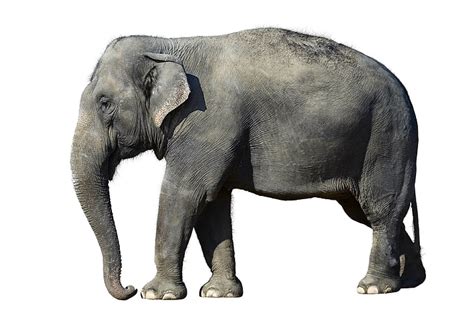 Bangladesh botol viral / video tiktok botol wanita. Pola Gambar Binatang Gajah : Ternyata Buah Ini Bikin Gajah ...