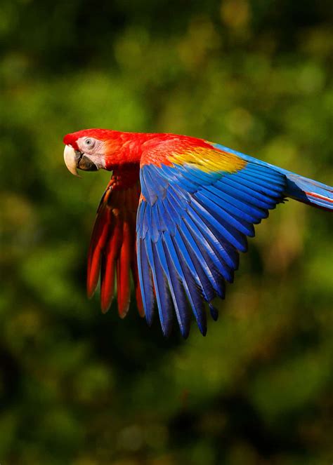 22 Scarlet Macaw Facts Guide To The Beautiful Ara Macao