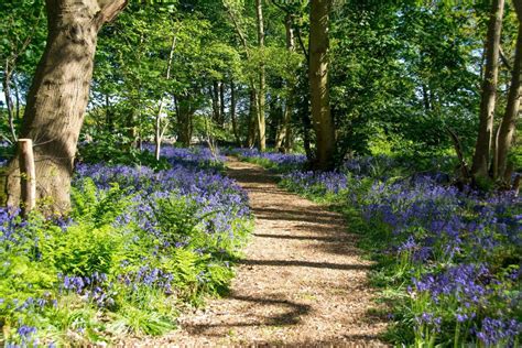 Stunning Bluebell Woods Norfolk Has To Offer