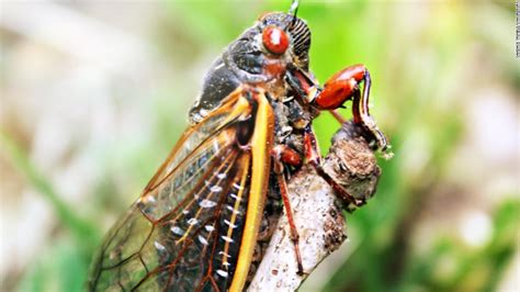 Cicadas Prepare To Emerge After 17 Years Cnn