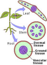 Meristems are found at the tips of roots and shoots. Cell Diversity